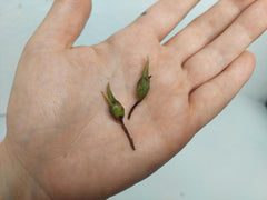 Alocasia Teletubbies (Rhizom / Bulbe)