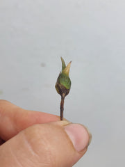 Alocasia Teletubbies (Rhizom / Bulbe)