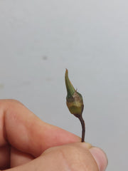 Alocasia Teletubbies (Rhizom / Bulbe)