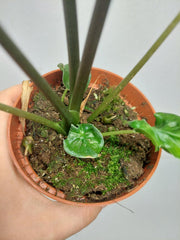 Alocasia Teletubbies (Rhizom / Bulbe)