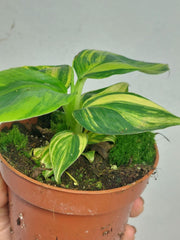 Musa Aurea