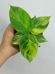 Musa Aurea
