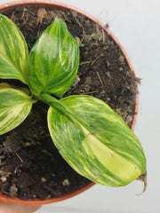 Musa Aurea