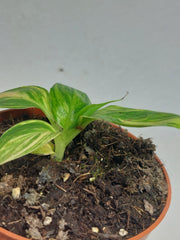Musa Aurea