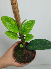 Raphidophora Elliptica Aurea