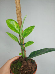 Raphidophora Elliptica Aurea