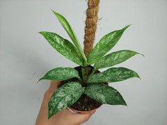 Raphidophora Elliptica Mint