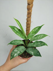 Raphidophora Elliptica Mint