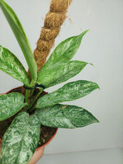 Raphidophora Elliptica Mint