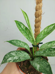 Raphidophora Elliptica Mint