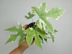 Cnidoscolus Aconitifolius Variegata