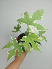 Cnidoscolus Aconitifolius Variegata