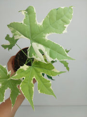 Cnidoscolus Aconitifolius Variegata