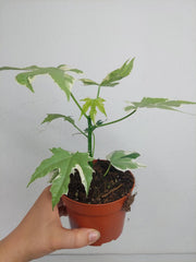 Cnidoscolus Aconitifolius Variegata