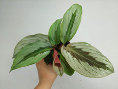 Kaempferia Aurantifolia Jungle