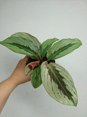 Kaempferia Aurantifolia Jungle