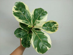 Ficus Lyrata Variegata