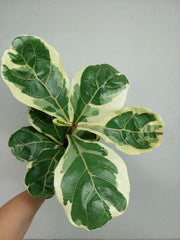 Ficus Lyrata Variegata