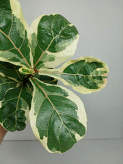 Ficus Lyrata Variegata