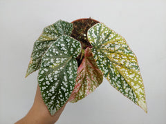 Begonia Snowcap Variegata