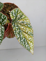 Begonia Snowcap Variegata