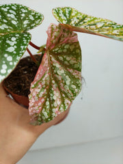 Begonia Snowcap Variegata