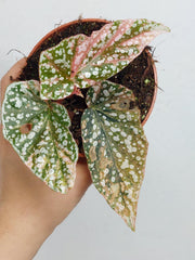 Begonia Snowcap Variegata