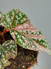 Begonia Snowcap Variegata