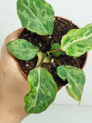 Philodendron Gloriosum Snow Leopard Variegata