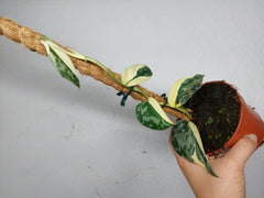 Scindapsus Mayari Variegata