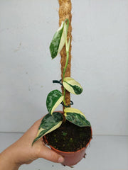 Scindapsus Mayari Variegata