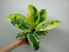 Ficus Shiveriana Moonshine