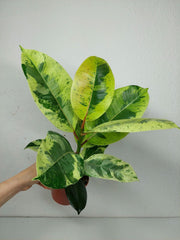 Ficus Shiveriana Moonshine