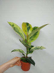 Ficus Shiveriana Moonshine