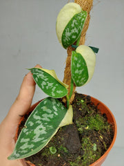 Scindapsus Mayari Variegata