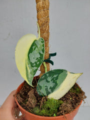 Scindapsus Mayari Variegata