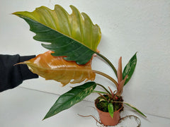 Philodendron Caramel Marble Variegata