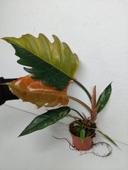 Philodendron Caramel Marble Variegata