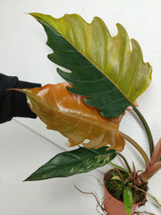 Philodendron Caramel Marble Variegata