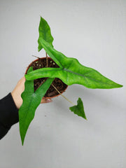 Alocasia Sabrina