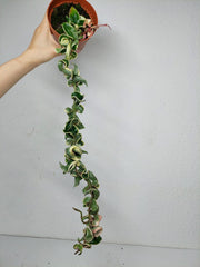 Hoya Compacta Variegata