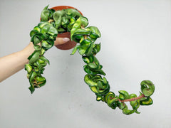 Hoya Compacta Mauna Loa