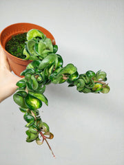 Hoya Compacta Mauna Loa