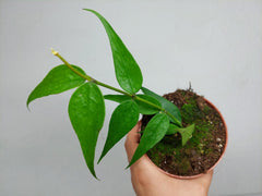 Hoya Polyneura Vietnam