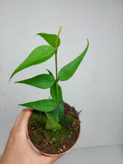 Hoya Polyneura Vietnam