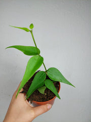 Hoya Polyneura Vietnam