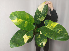 Philodendron Green Congo Variegata groß