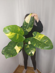Philodendron Green Congo Variegata groß