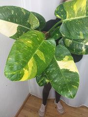 Philodendron Green Congo Variegata groß