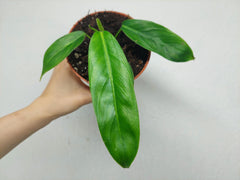 Philodendron Patriciae